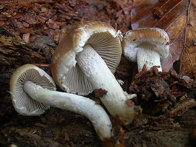 Psathyrella  spintrigeroides      P.D.Orton